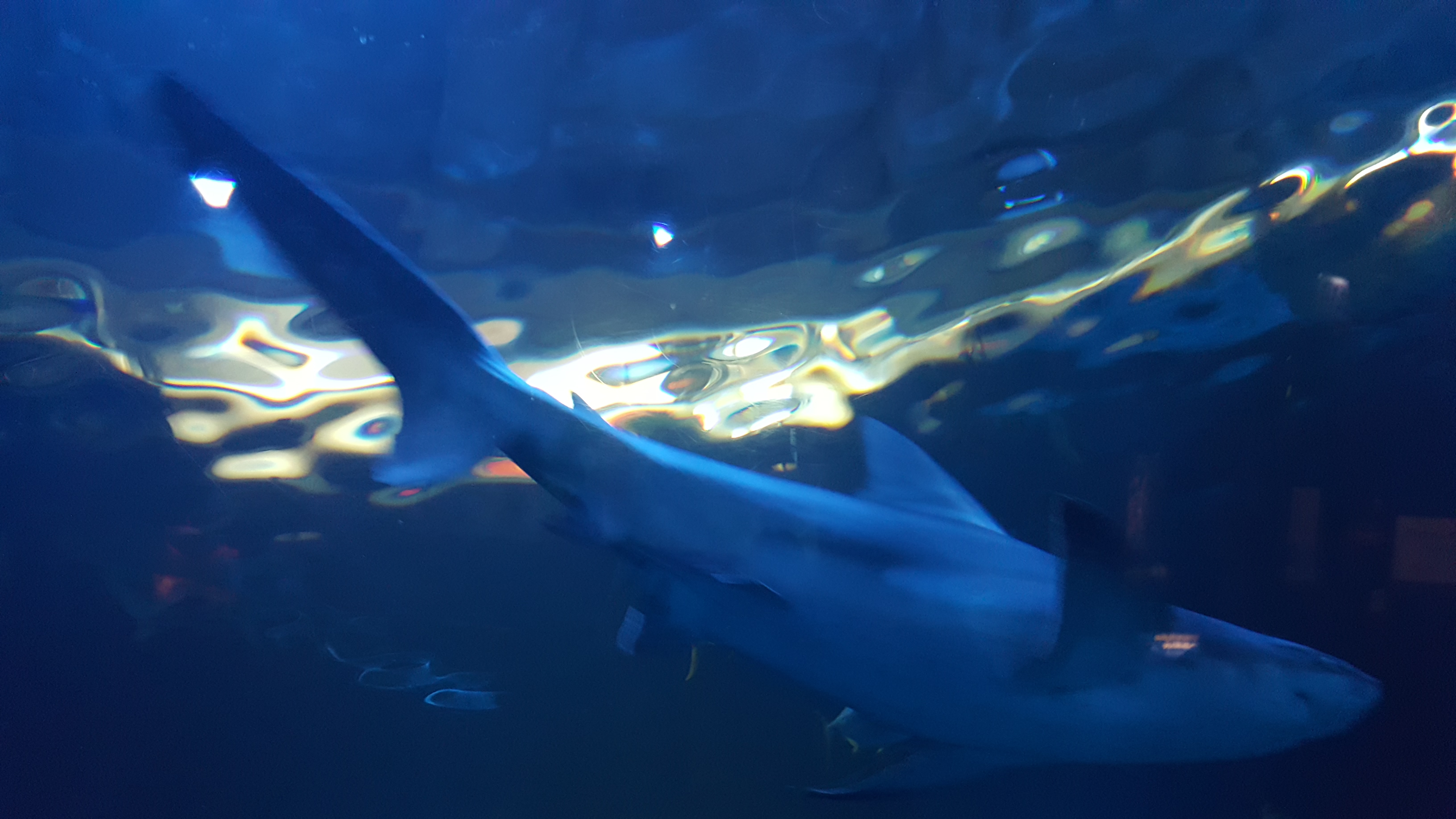 2016-06-20 12.31.08.jpg